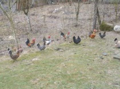 105464027_EXMCJQR - gainile mele pitice la gramada