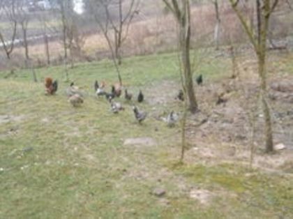 105464052_EWHWQOK3 - gainile mele pitice la gramada