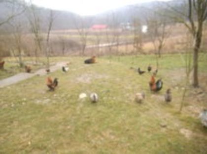 105464107_NGWFYSF - gainile mele pitice la gramada