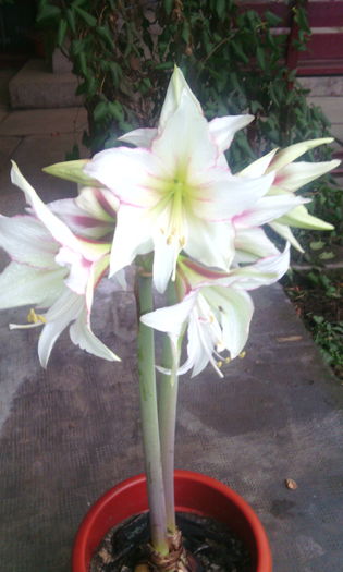 magic star - Amarilisii mei