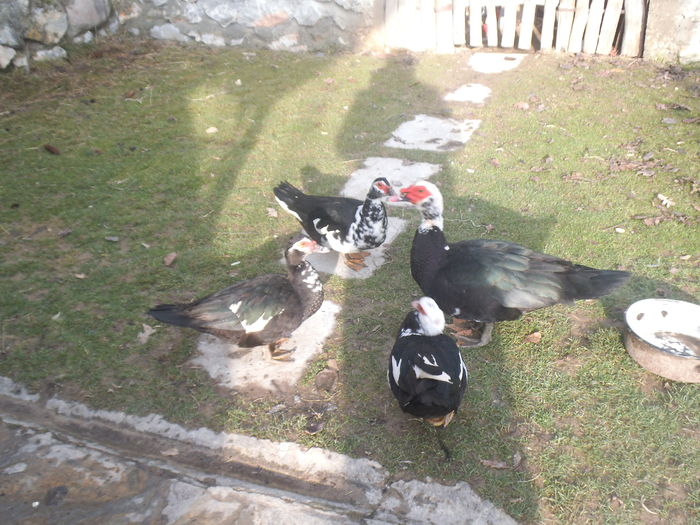 DSCF6164 - pasari de rasa-ratele melel lesesti