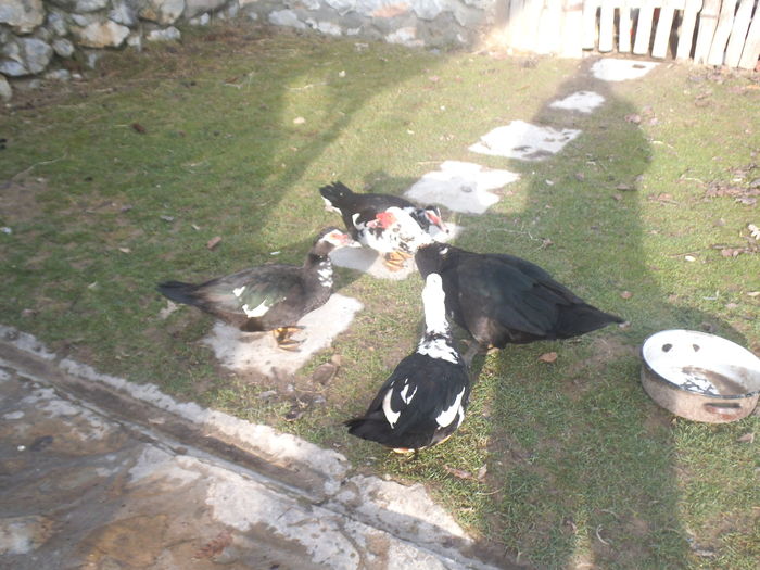 DSCF6163 - pasari de rasa-ratele melel lesesti