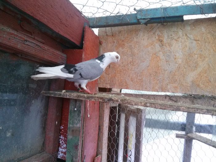  - 1-2 alte poze cu galatenii si capacitii