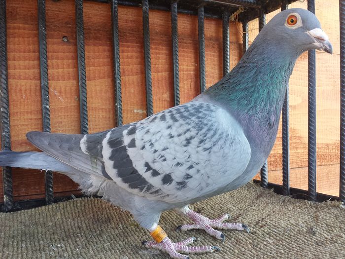 M -2014-aarden-sion - E-Amintiri