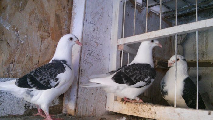 M - 2008 si puii lui din sept.2015