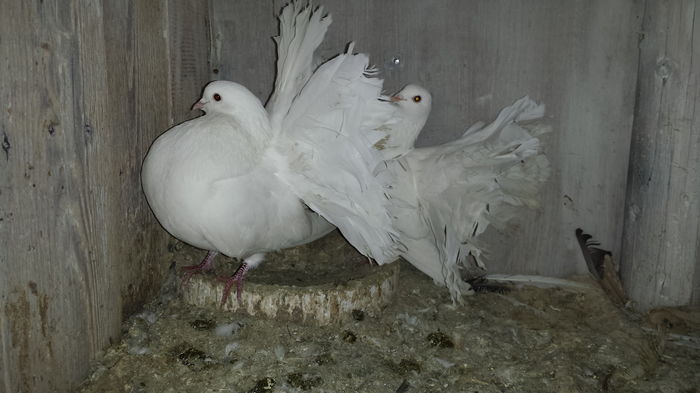 pereche 80 lei vanduti