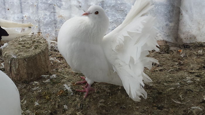 M - PORUMBEI VANDUTI