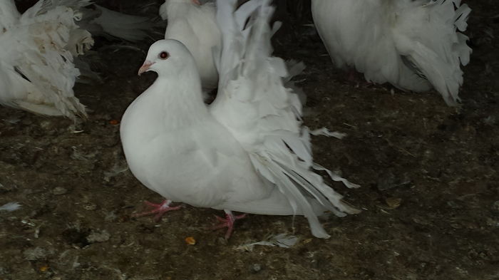 F - PORUMBEI VANDUTI