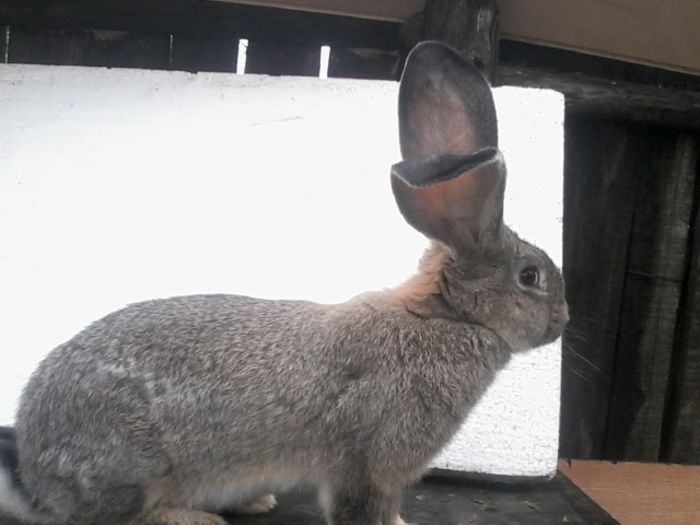 Macul UG 20,04,2014 027