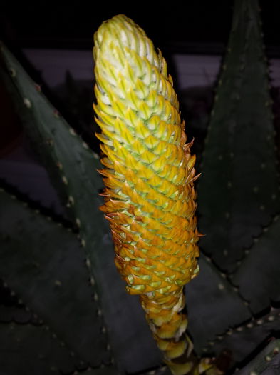 Aloe aculeata crousiana