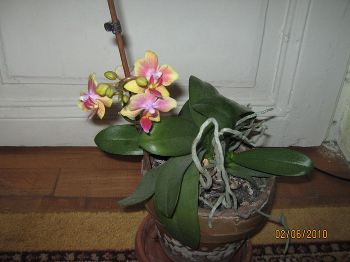 orhidee - Orhidee