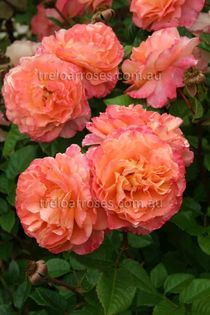 Augusta Luise - rosafruct