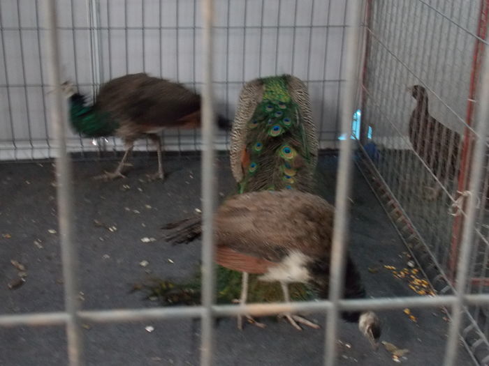 DSCN0770 - EXPO-2016 ALBATROS CLUJ