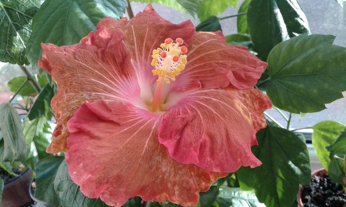 20160113_140554 - Hibiscus Little Special