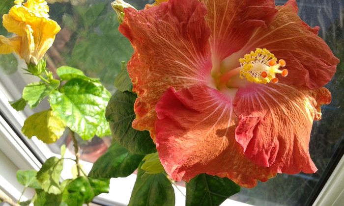 20160113_140612 - Hibiscus Little Special