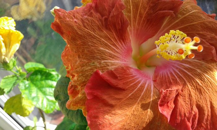 20160113_140617 - Hibiscus Little Special