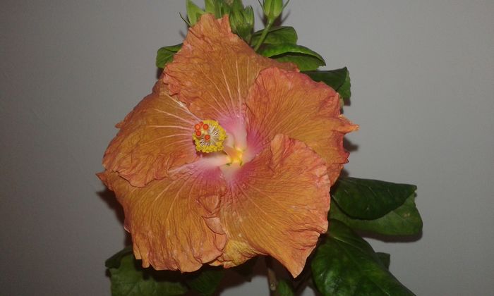 20160115_175242 - Hibiscus Little Special