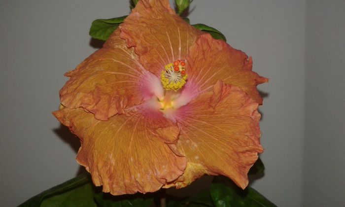 20160115_175254 - Hibiscus Little Special