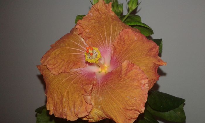 20160115_175259 - Hibiscus Little Special