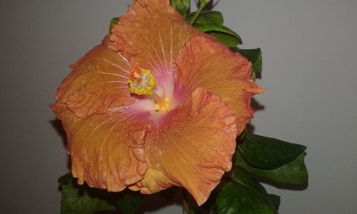 20160115_175340 - Hibiscus Little Special