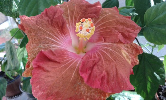 20160113_140548 - HIBISCUS 2016