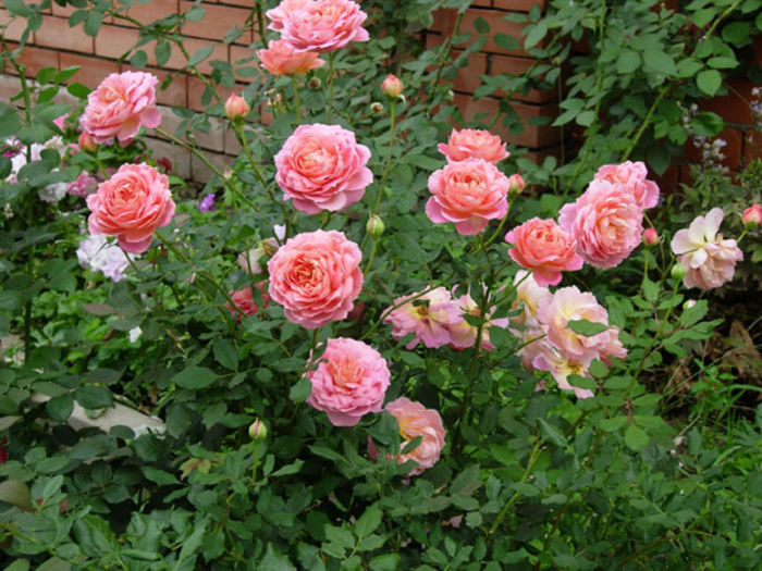 Jubilee-Celebration - Dorinte trandafiri