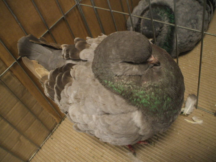 DSCF6510