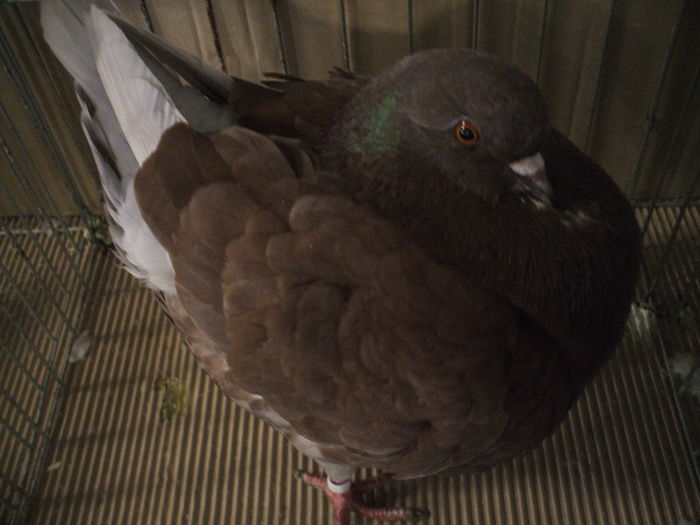 DSCF6512