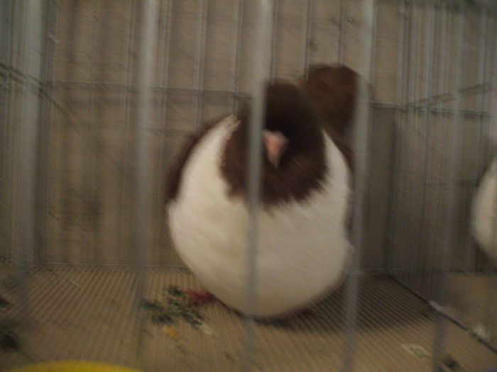 DSCF6524