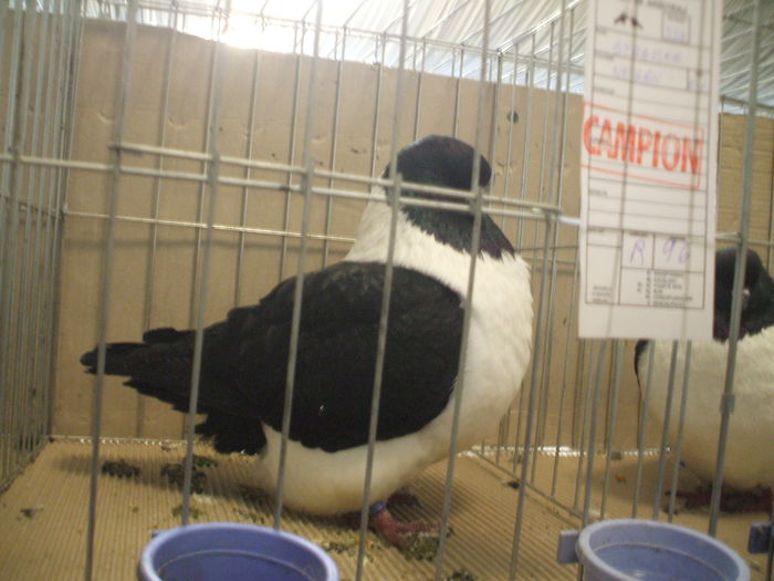 DSCF6537 - Expozitia FAUNA BANATULUI Timisoara - 15 - 17 ianuarie 2016
