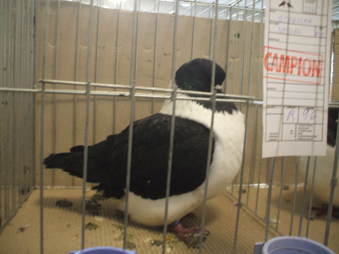 DSCF6539 - Expozitia FAUNA BANATULUI Timisoara - 15 - 17 ianuarie 2016