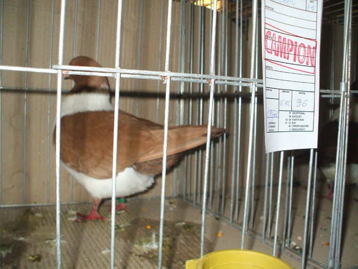 DSCF6541 - Expozitia FAUNA BANATULUI Timisoara - 15 - 17 ianuarie 2016