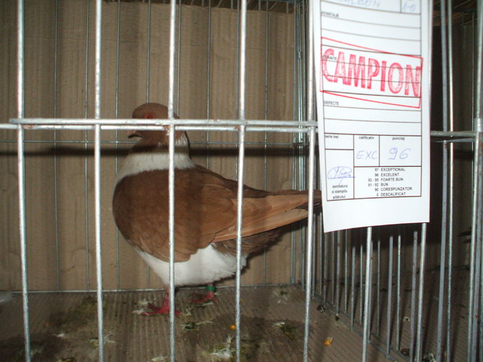 DSCF6542 - Expozitia FAUNA BANATULUI Timisoara - 15 - 17 ianuarie 2016
