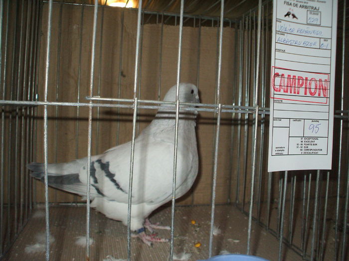 DSCF6545 - Expozitia FAUNA BANATULUI Timisoara - 15 - 17 ianuarie 2016