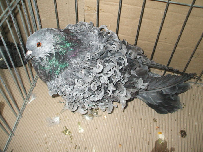 DSCF6638 - Expozitia FAUNA BANATULUI Timisoara - 15 - 17 ianuarie 2016