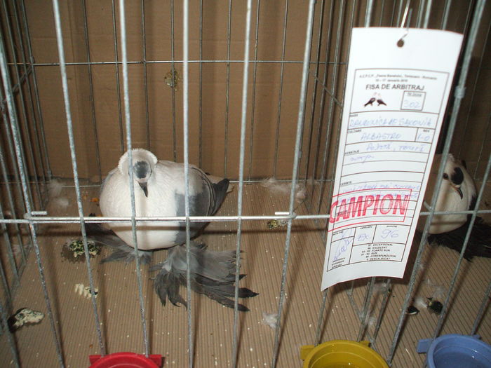 DSCF6642 - Expozitia FAUNA BANATULUI Timisoara - 15 - 17 ianuarie 2016