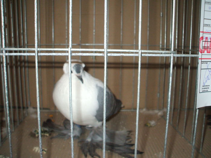 DSCF6643 - Expozitia FAUNA BANATULUI Timisoara - 15 - 17 ianuarie 2016