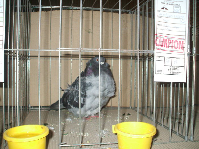 DSCF6645 - Expozitia FAUNA BANATULUI Timisoara - 15 - 17 ianuarie 2016