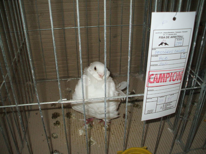 DSCF6651 - Expozitia FAUNA BANATULUI Timisoara - 15 - 17 ianuarie 2016