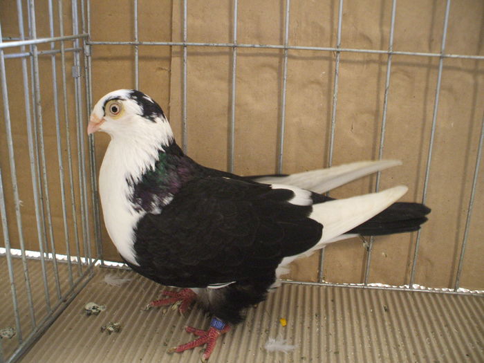 DSCF6694 - Expozitia FAUNA BANATULUI Timisoara - 15 - 17 ianuarie 2016