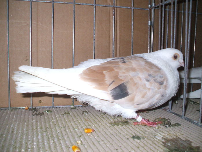 DSCF6708