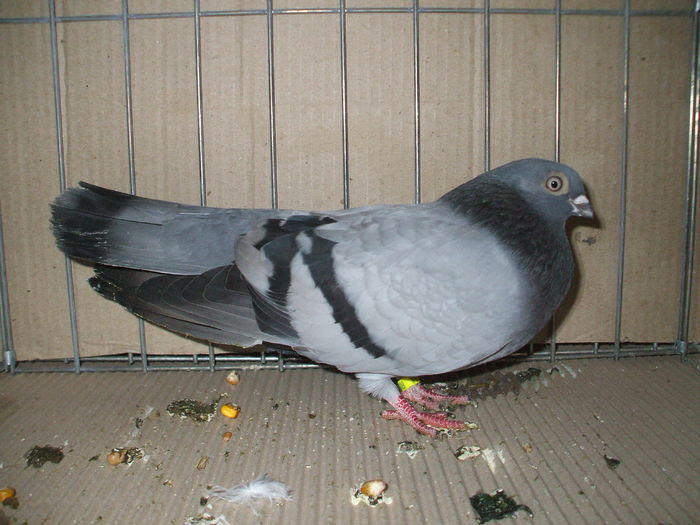 DSCF6715