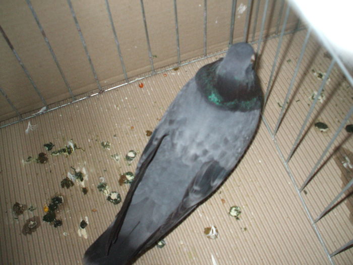 DSCF6723