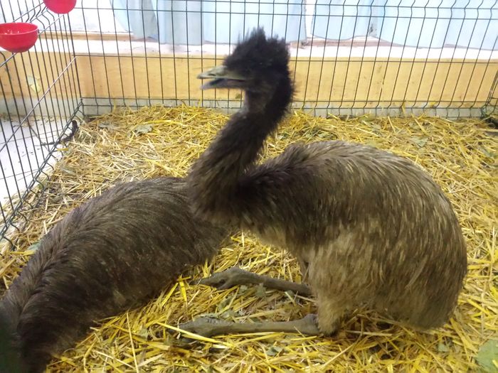 Emu