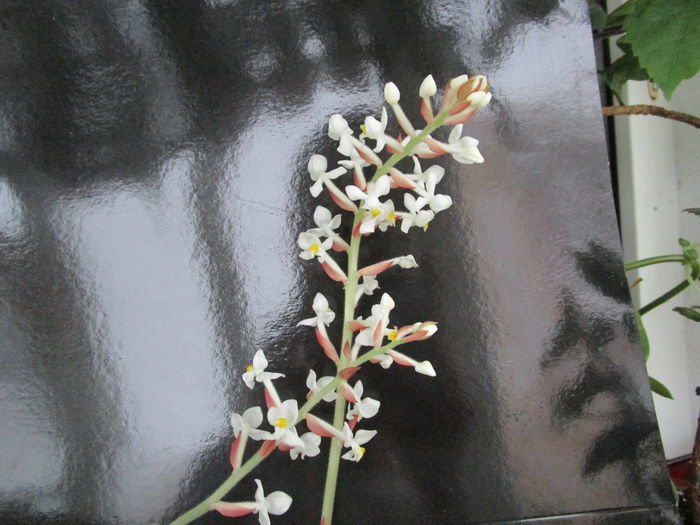 orhidee Ludisia 3 (ian. 2016)