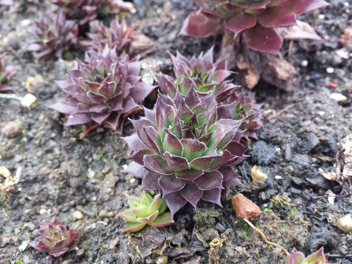 Sempervivum