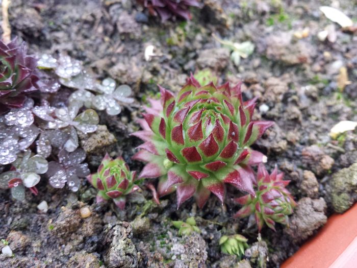 Sempervivum - Sempervivum - 2016