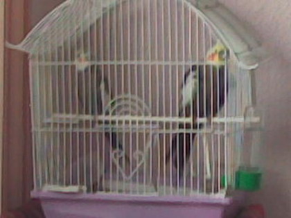 Imag006 - Papagalul meu