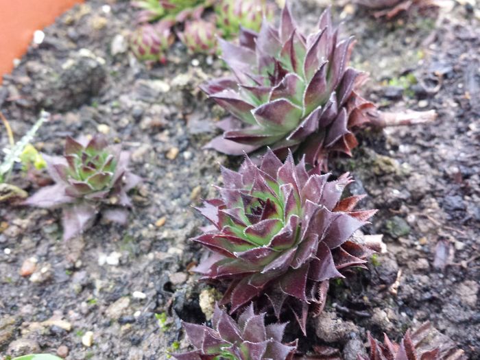 Sempervivum