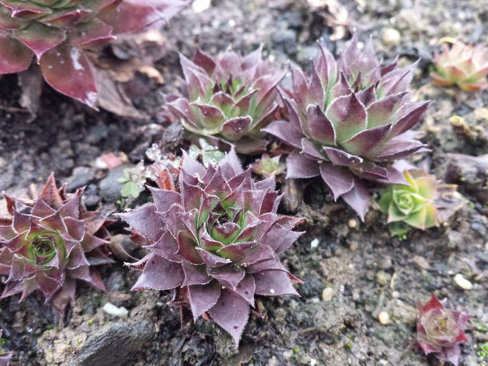 Sempervivum